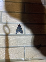 Taicallimorpha albipuncta