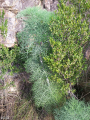 Notobubon capense