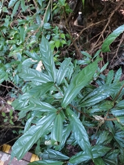 Trigonostemon bonianus