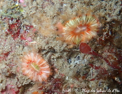 Caryophyllia smithii