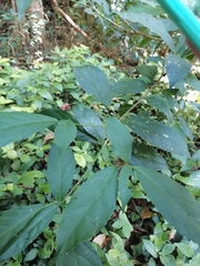 Cleidion brevipetiolatum