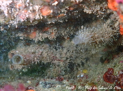 Chaetopterus variopedatus
