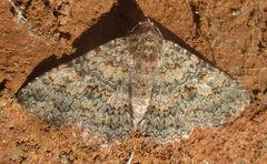 Polydesma umbricola