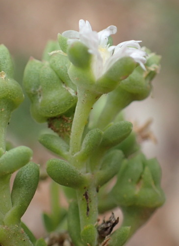 Image of Delosperma subincanum by (c) Nicola van Berkel, some rights reserved (CC BY-SA)