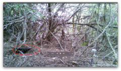 Turdus merula
