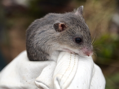 Saccostomus campestris