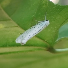 Yponomeuta evonymella
