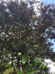 Chrysophyllum cainito