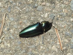 Campsosternus auratus