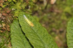 Eupteryx filicum