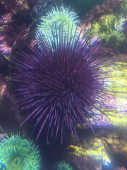 Strongylocentrotidae