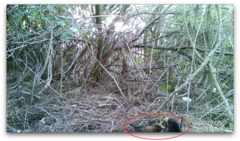 Turdus merula