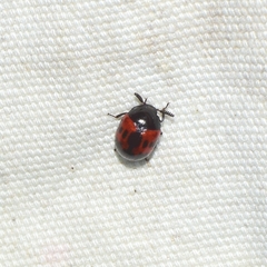 Diaperis nigronotata