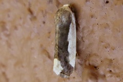 Tarache expolita