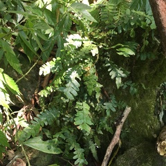 Arthropteris palisotii