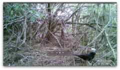 Turdus merula