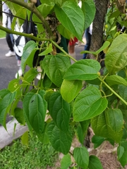 Actinidia callosa