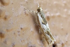 Prionapteryx achatina