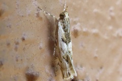 Prionapteryx achatina