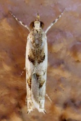 Prionapteryx achatina