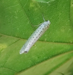 Yponomeuta evonymella