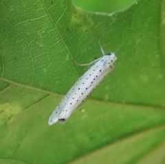 Yponomeuta evonymella
