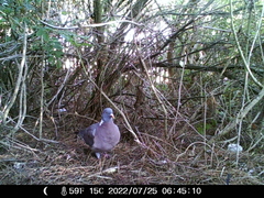 Columba palumbus