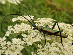 Aromia moschata moschata