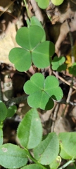 Oxalis