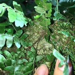 Arthropteris palisotii