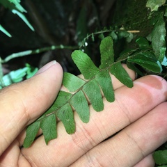 Arthropteris palisotii