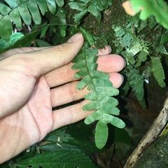 Arthropteris palisotii