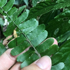 Arthropteris palisotii
