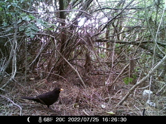 Turdus merula