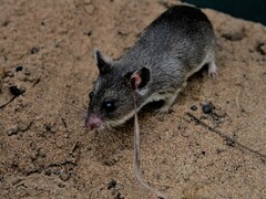 Saccostomus campestris