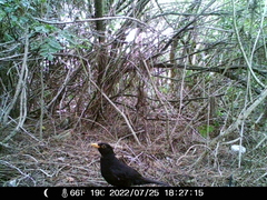 Turdus merula