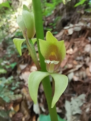 Govenia superba