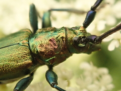 Aromia moschata moschata