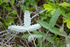 Potentilla discolor
