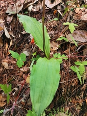 Govenia superba