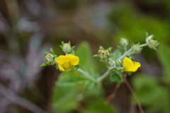 Potentilla discolor