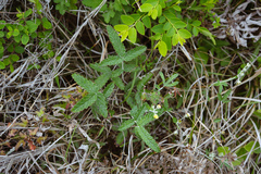 Potentilla discolor