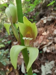Govenia superba