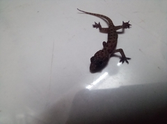 Hemidactylus brookii