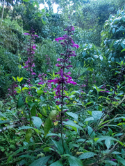Salvia florida
