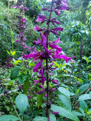 Salvia florida