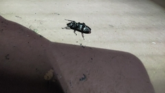 Serrognathus titanus