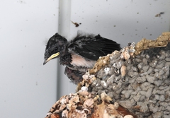 Hirundo rustica