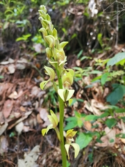 Govenia superba