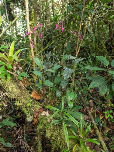 Epidendrum capricornu, photograph 5
